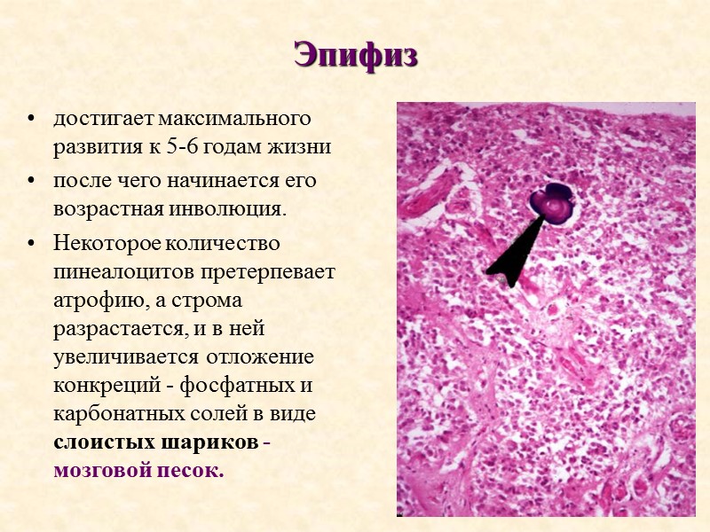 Эпифиз достигает максимального развития к 5-6 годам жизни после чего начинается его возрастная инволюция.